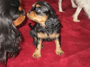 Onyx 6 wks male Cavalier King Charles Spaniel