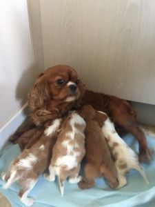 Cavalier King Charles Puppies