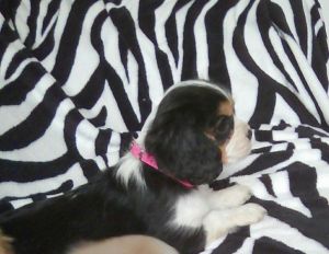 Beautiful King Charles Spaniel