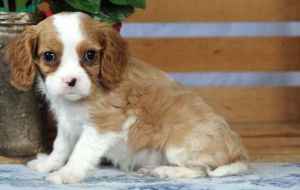 Cavalier King Charles Spaniel Puppies text us on ***