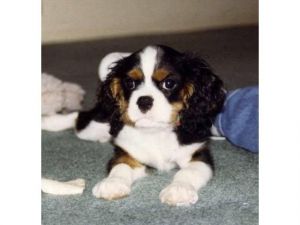 Reg cavalier king charles puppies.