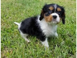 Cavalier King Charles Spaniel puppies