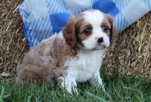 Cavalier king charles pups