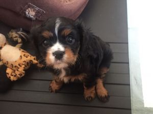 Girl Left!!! tri color Cavalier king Charles