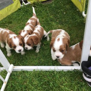 Cavalier king charles pups