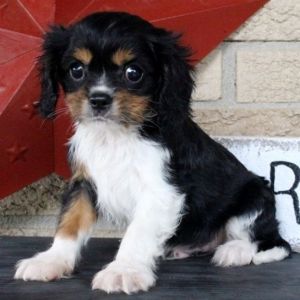 Intelligent Cavalier King Charles Spaniel Puppies