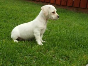 Adorable Cavalier Puppies for sale