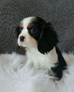 Cavalier King Charles Spaniel puppies