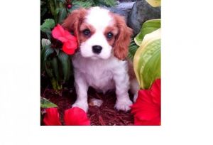 Sweet, happy Cavalier King Charles Spaniel!