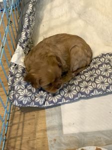 King Charles cavalier puppies