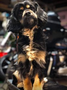 Female unspayed $3,000