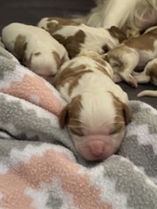 Purebred King Charles Cavalier Puppies