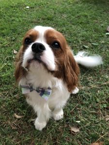 Cavalier King Charles Spaniel (Male)