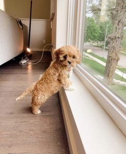 Cavapoo Puppies For Adoption