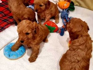 Cavapoo Puppies Ready Now