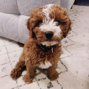cavapoo pups for home