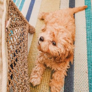 Sweet Cavapoo pups for home