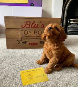 Cavapoo Pups text ***