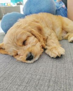 cavapoo puppy for home