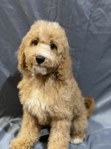 Male cavapoo’s