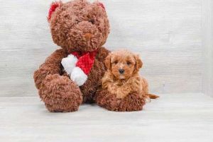 Cavapoo at 8 weeks