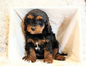 2 male Cavapoo puppies for sale Ephrata pa