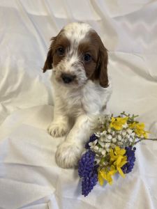 Cavapoo puppy for sale