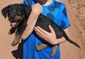 Silly and Sweet Sirius