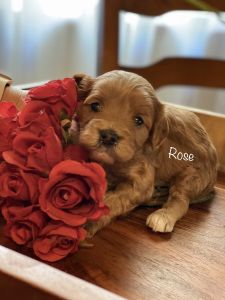 Gorgeous Cavapoo puppies