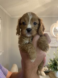 Cavapoo Puppy for sale