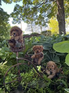 Cavapoo puppies