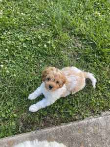 Cavapoo puppies
