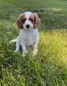 Blue boy Cavapoo puppy (Princeton) IL