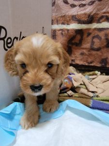 Cavapoo puppies