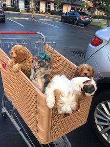 Adorable Cavapoo Puppies