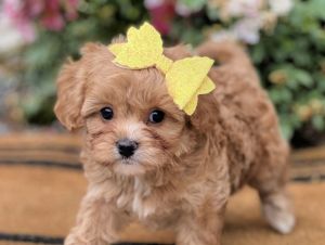 Female Cavapoo Puppy