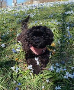 Cavapoo Puppies for Sale