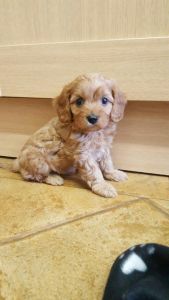 Cavapoo Puppies for Sale