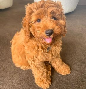 Cavapoo Puppies for Sale