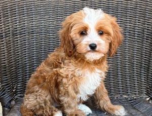 cavapoo puppies available