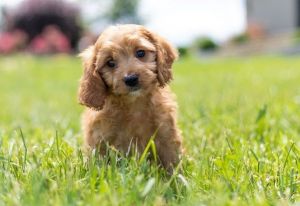 gorgous cavapoo pups