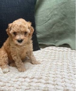 cavapoo puppies