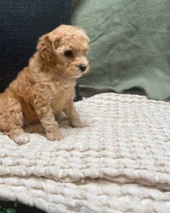 cavapoos available