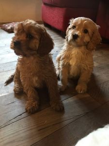 beautiful cavapoo pups