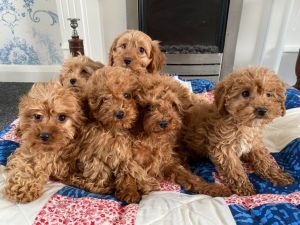 High Quality F1 Cavapoo Puppies