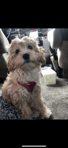 Need to Rehome asap!!!