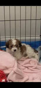 Cavapooshon also known as the forever puppy