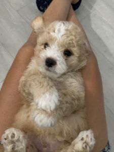 Cavapooshon also known as the forever puppy