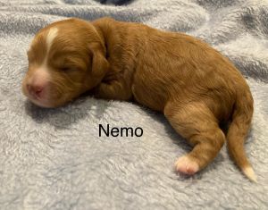 Nemo F1b Cavapoo puppy