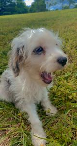 Beautiful Blue Merle cavapoo